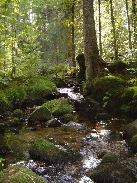 Ferienwohnungen Haus Marlene Kaiser Bernau im Schwarzwald Buitenkant foto