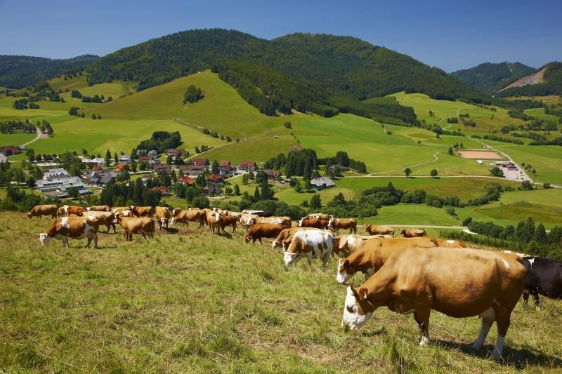Ferienwohnungen Haus Marlene Kaiser Bernau im Schwarzwald Buitenkant foto